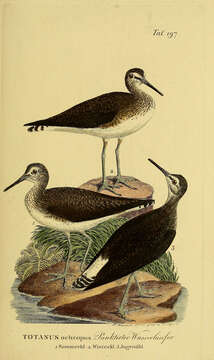 Image of Green Sandpiper