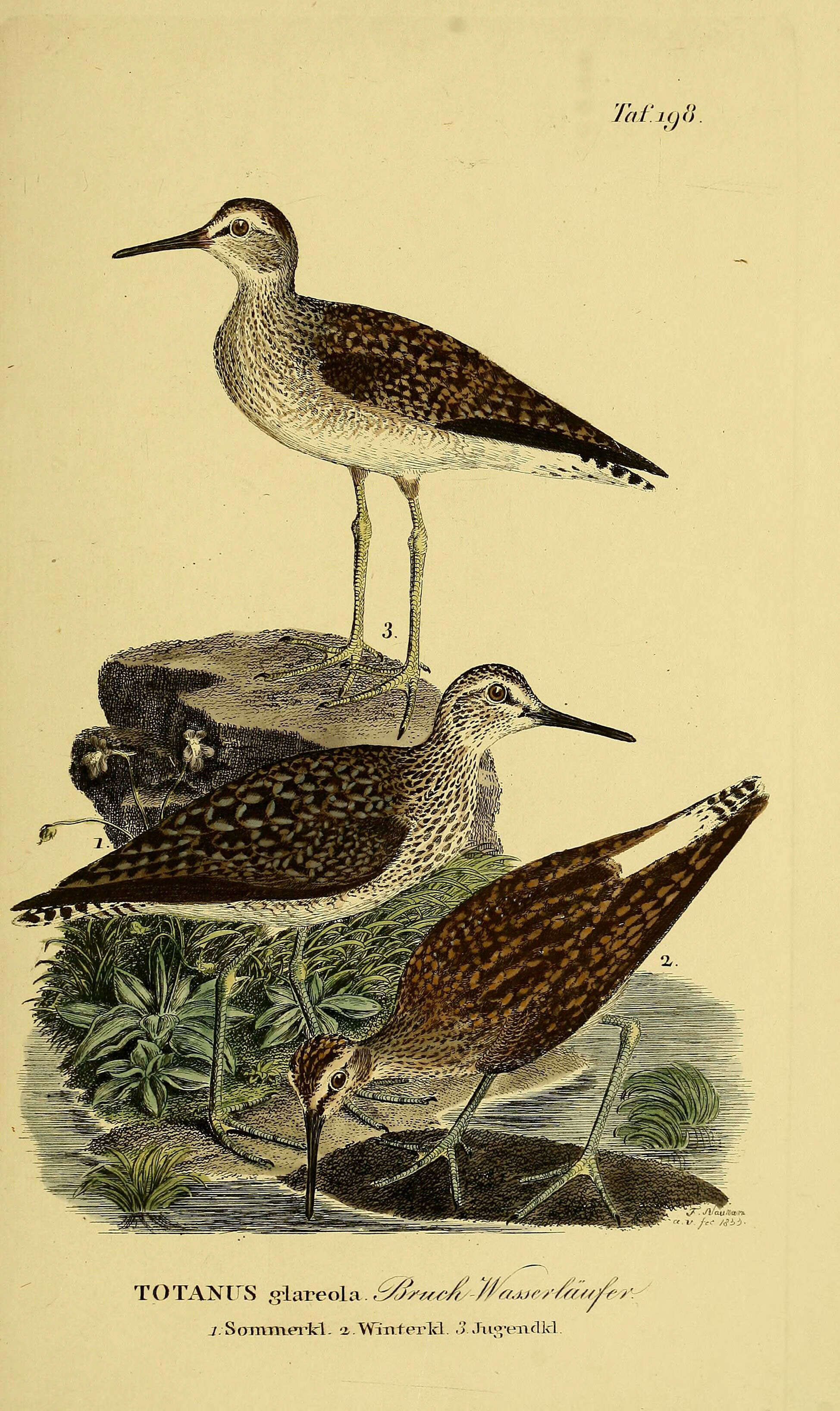 Image of Wood Sandpiper