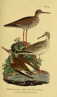 Image of Common Redshank