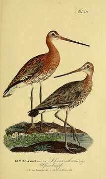 Image of Black-tailed Godwit