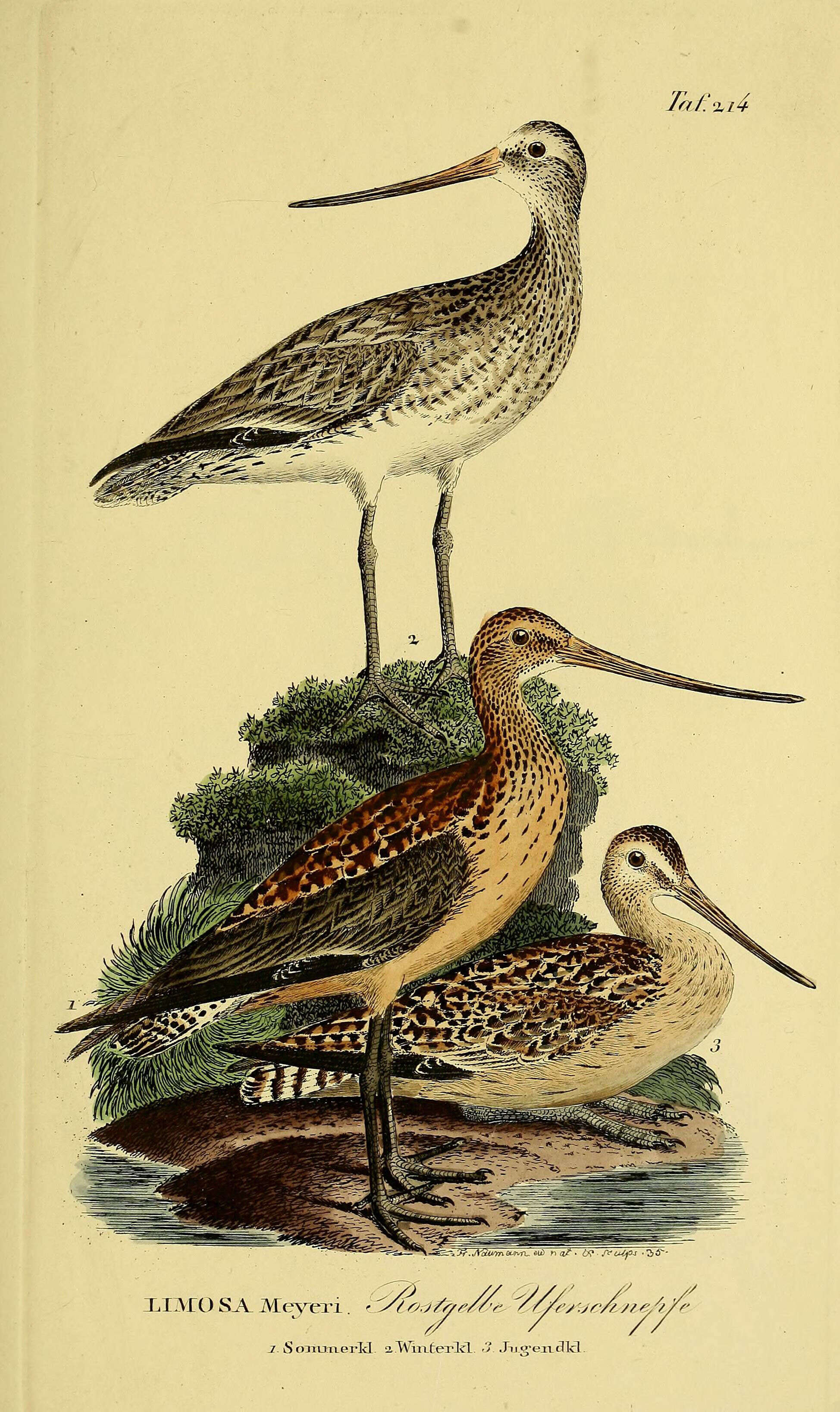 Image of Bar-tailed Godwit
