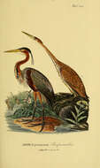 Image of Purple Heron