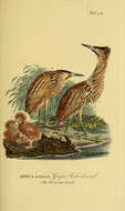 Image of great bittern, bittern