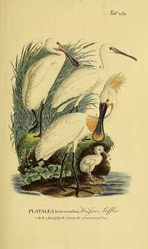 Image of spoonbill, eurasian spoonbill