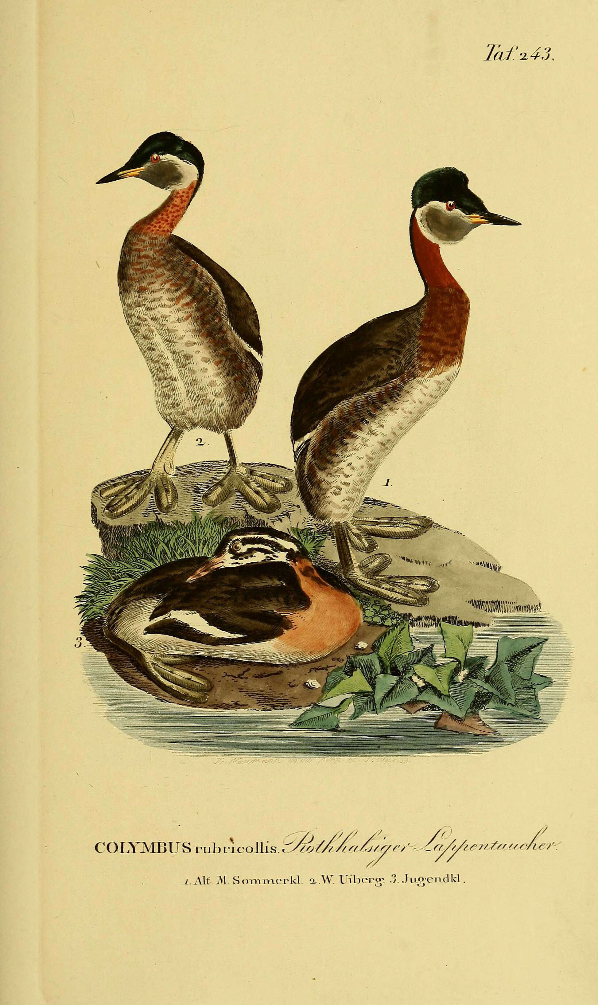 Image of Red-necked Grebe