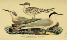 Image of Sandwich Tern