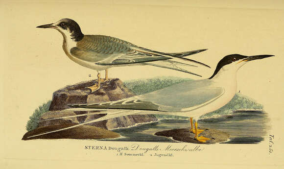 Image of Roseate Tern