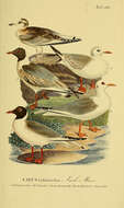 Image of Black-headed Gull