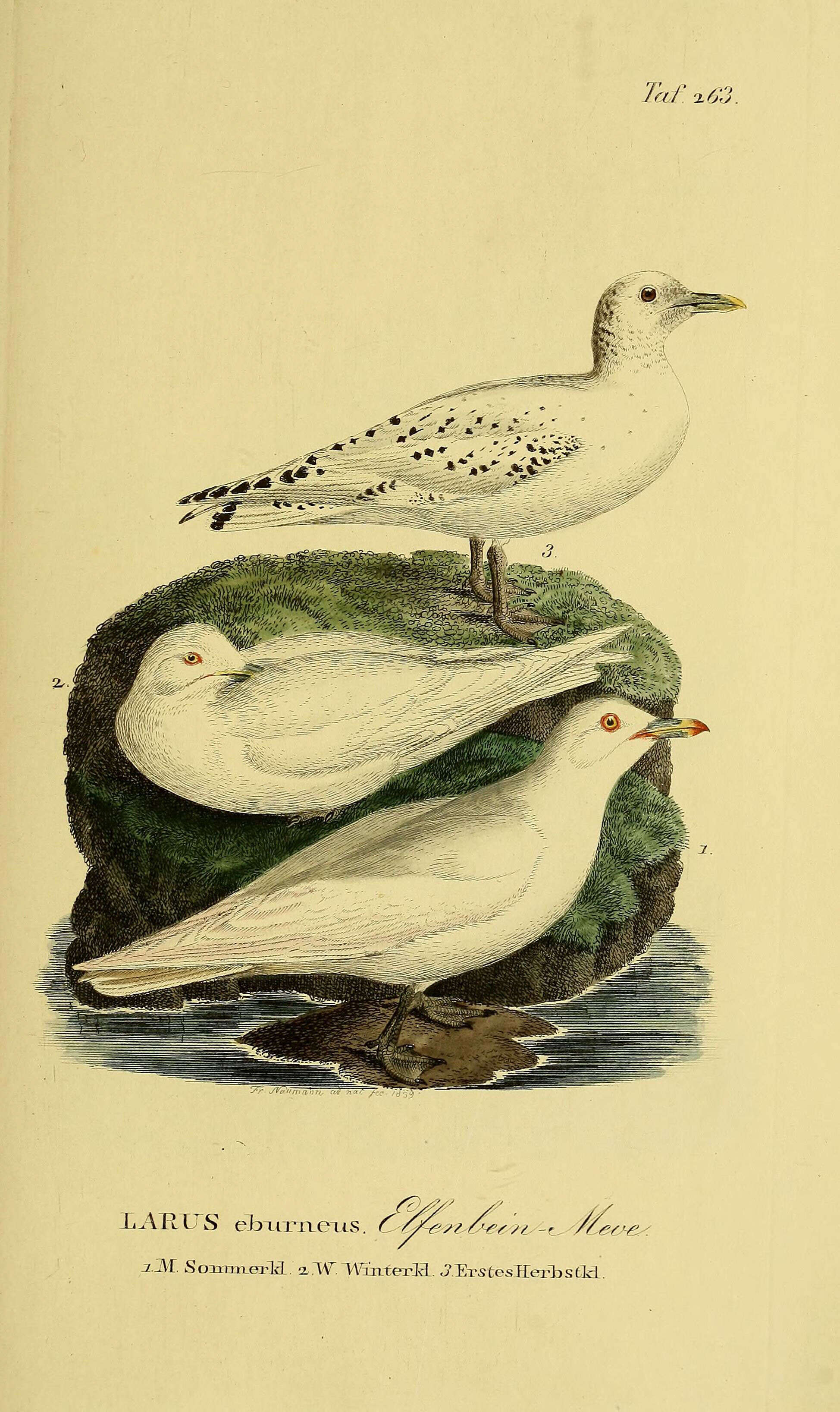 Image of Pagophila Kaup 1829