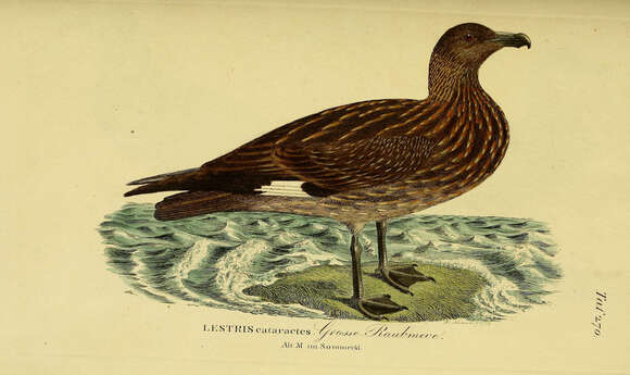 Image of Great Skua