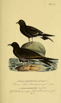 Image of British Storm Petrel