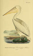 Image of Dalmatian Pelican