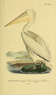 Image of Dalmatian Pelican