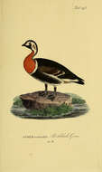 Image of Red-breasted Goose