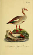 Image of Egyptian Goose