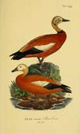 Image of Ruddy Shelduck