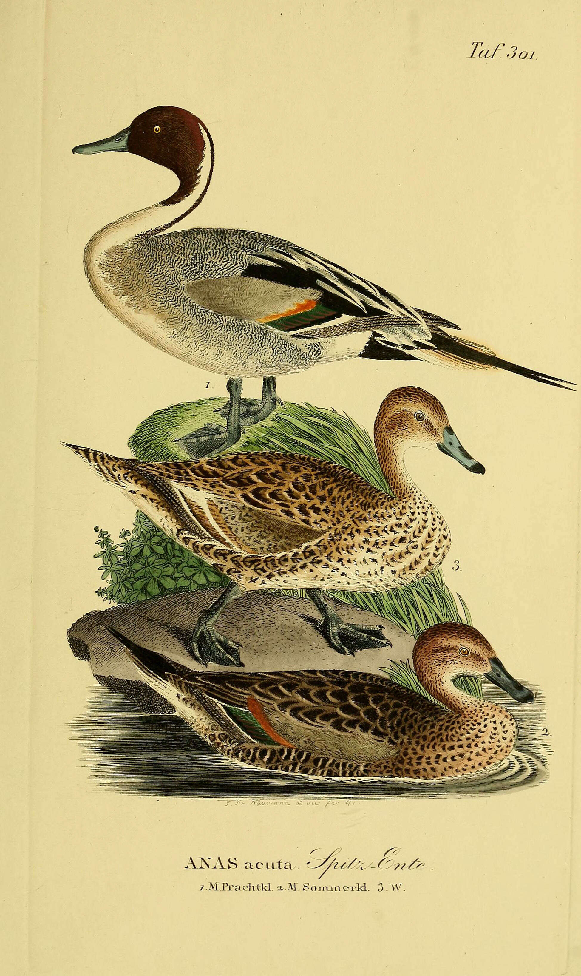 Image of pintail, northern pintail