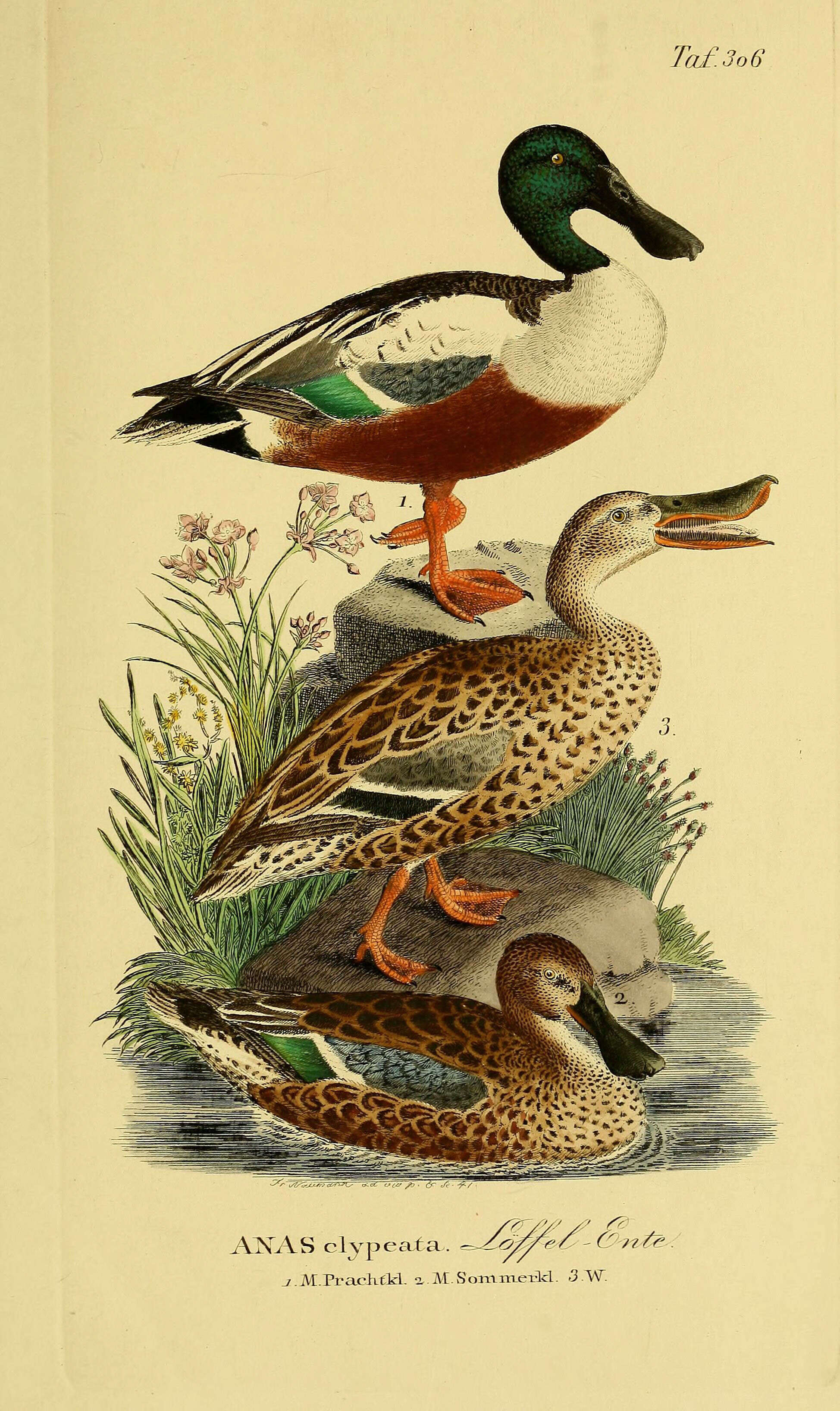 Image of Blue-winged teal