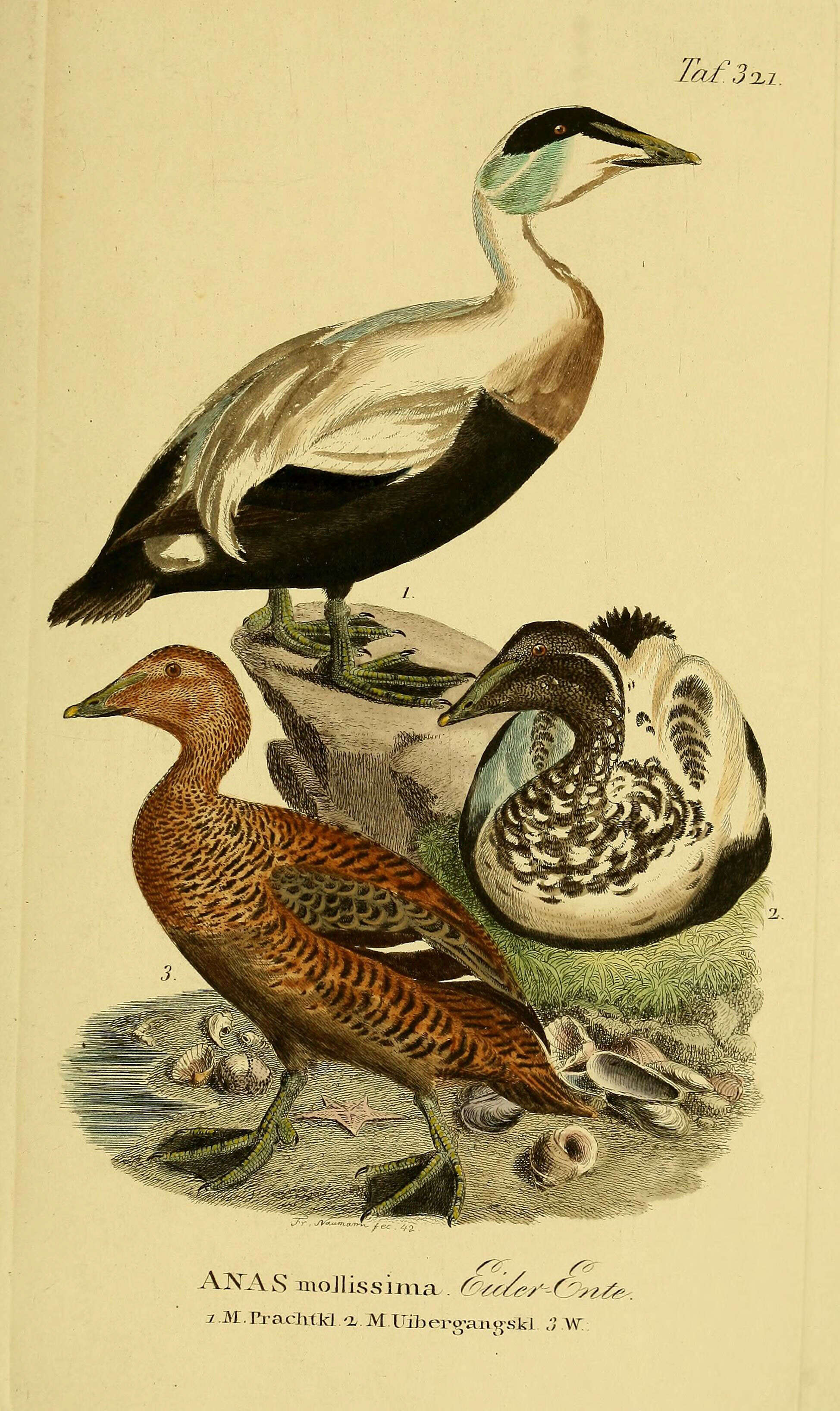 Image of Eider