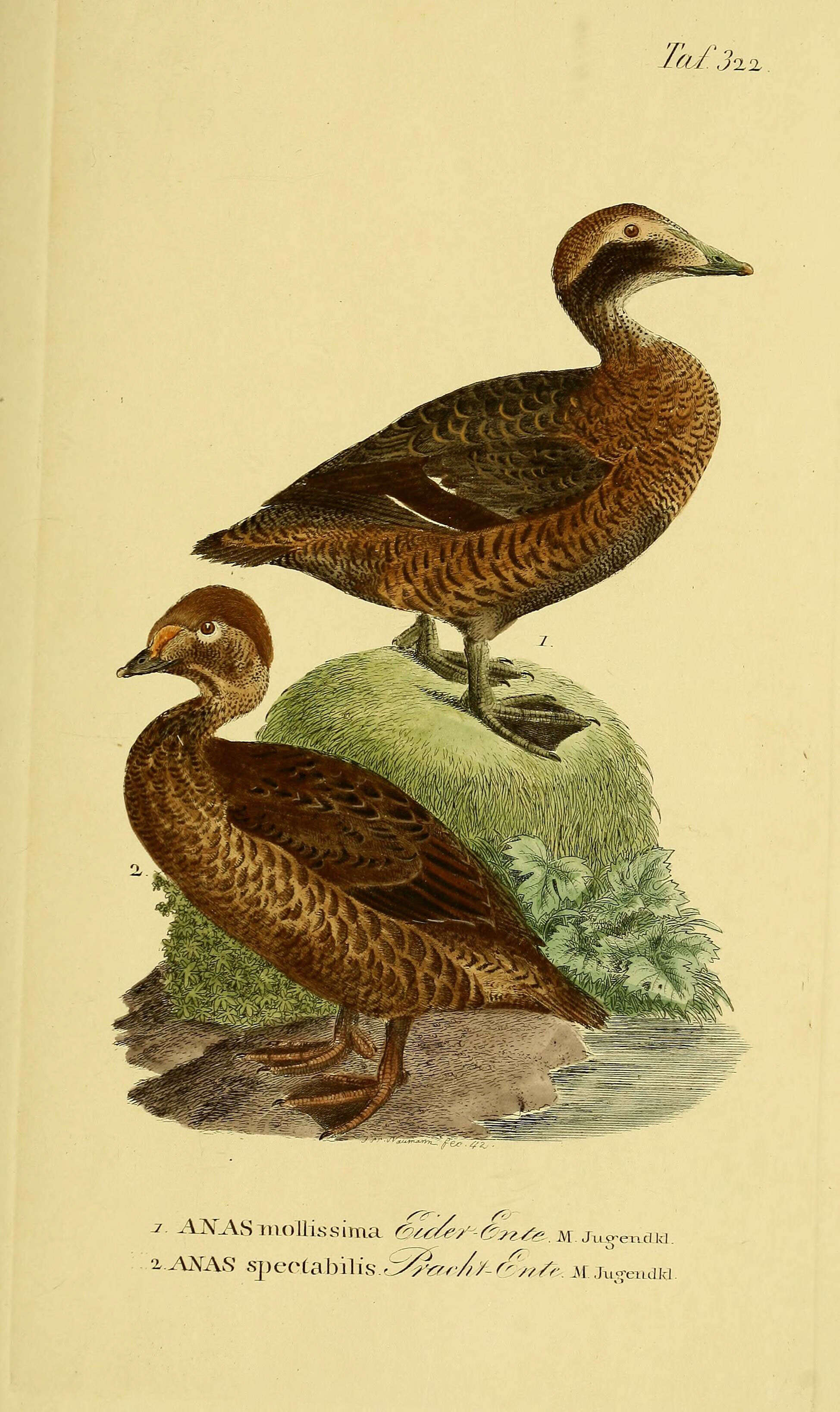 Image of Eider