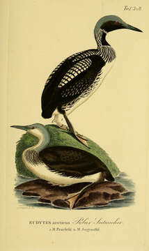 Image of Arctic Loon