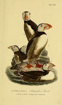 Image of Puffin