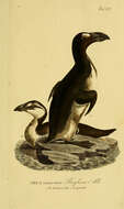 Image of Pinguinus Bonnaterre 1791