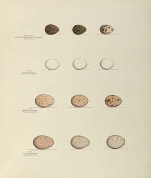 Plancia ëd Chlidonias niger (Linnaeus 1758)