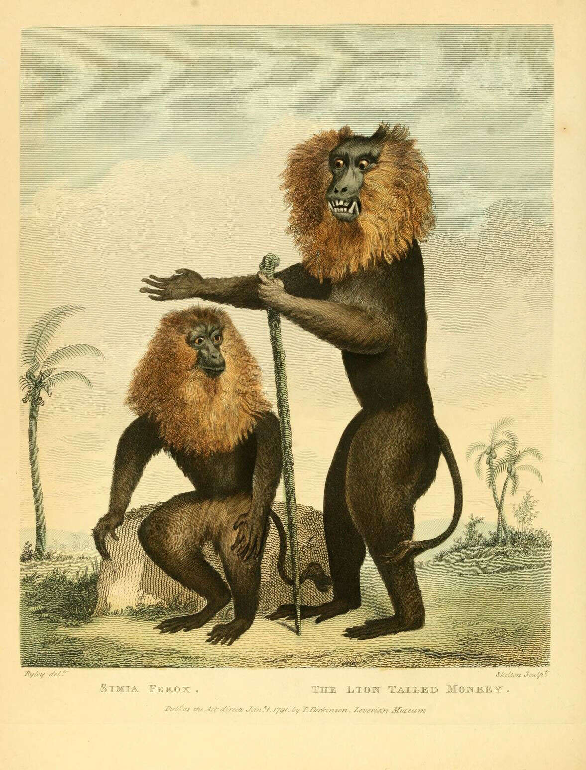 Слика од Macaca silenus (Linnaeus 1758)
