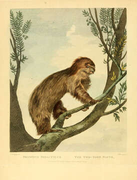 Image of two-toed sloths