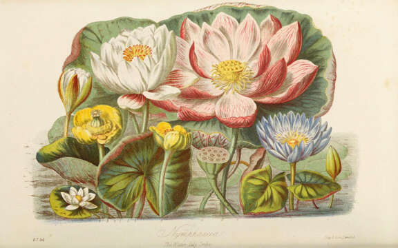 Image of waterlilies