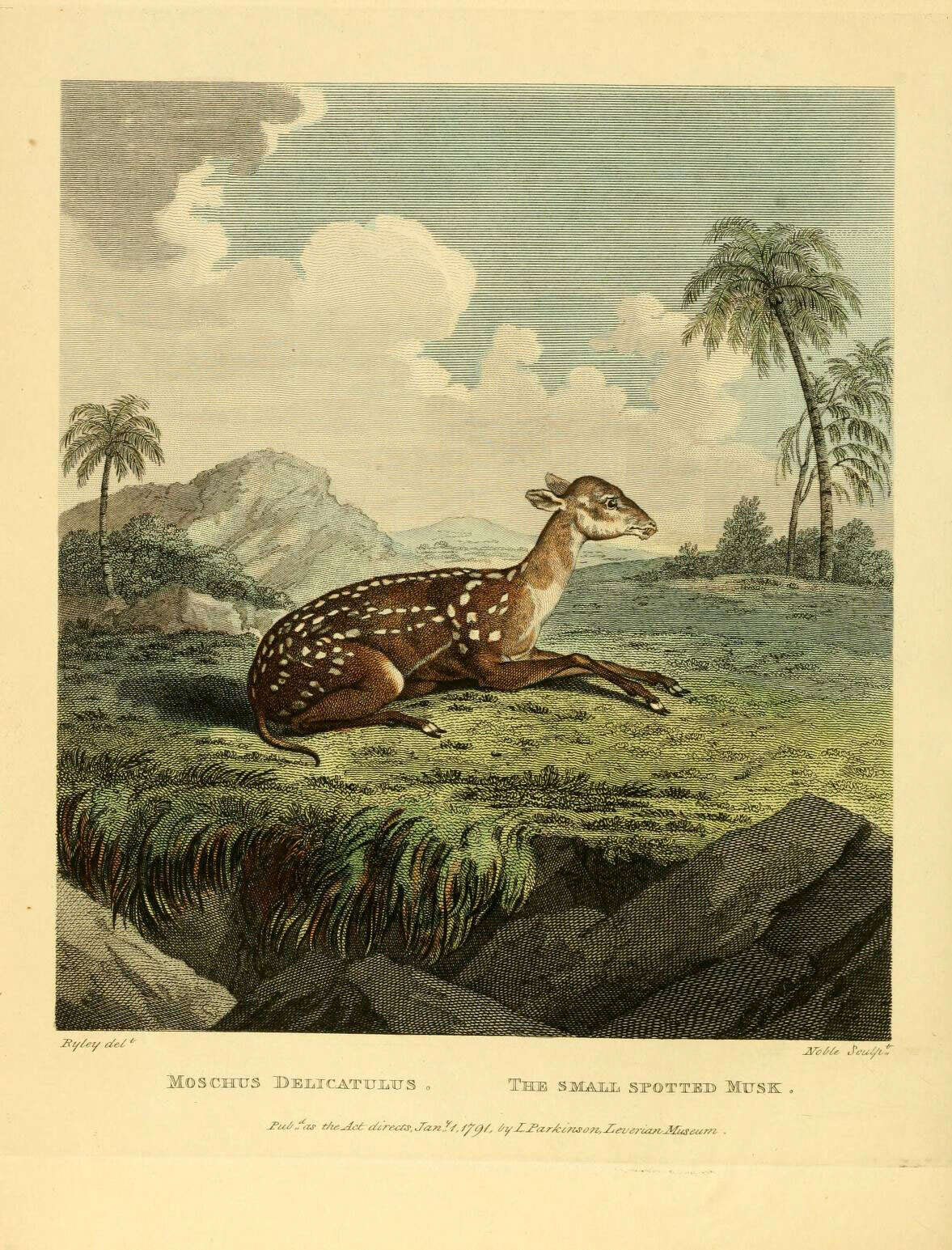 Image de Moschus Linnaeus 1758