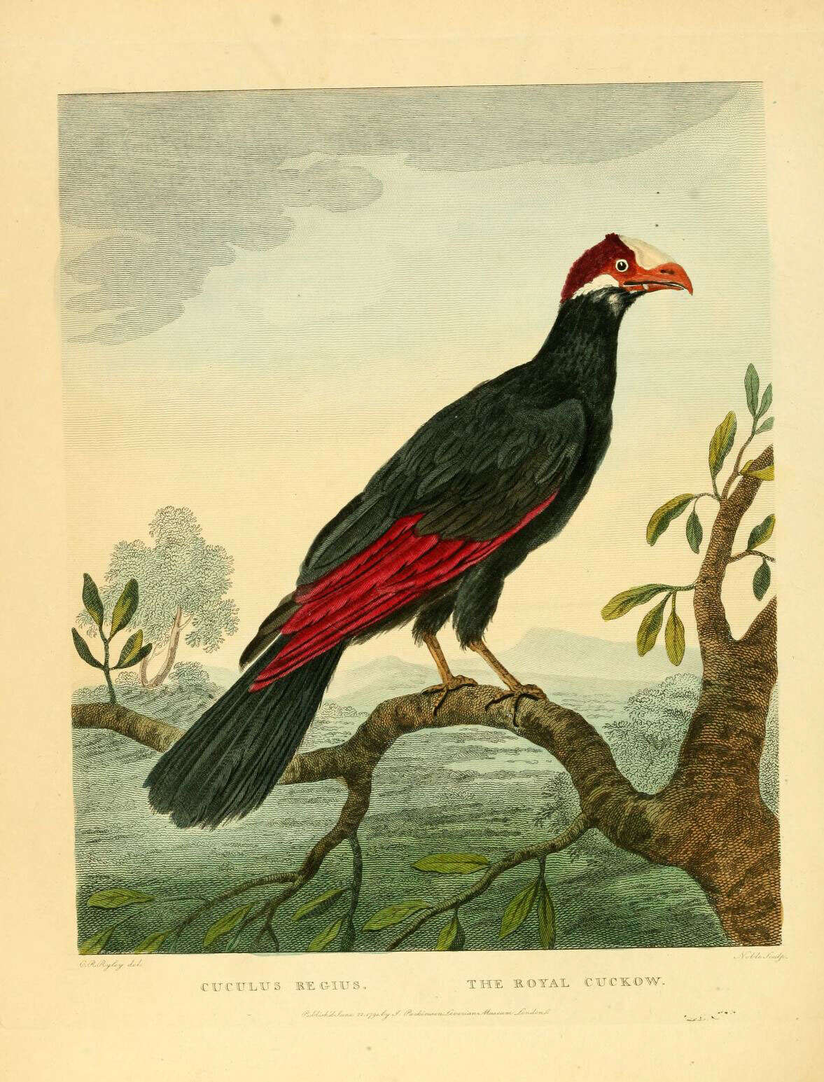 Image of Musophaga Isert 1788