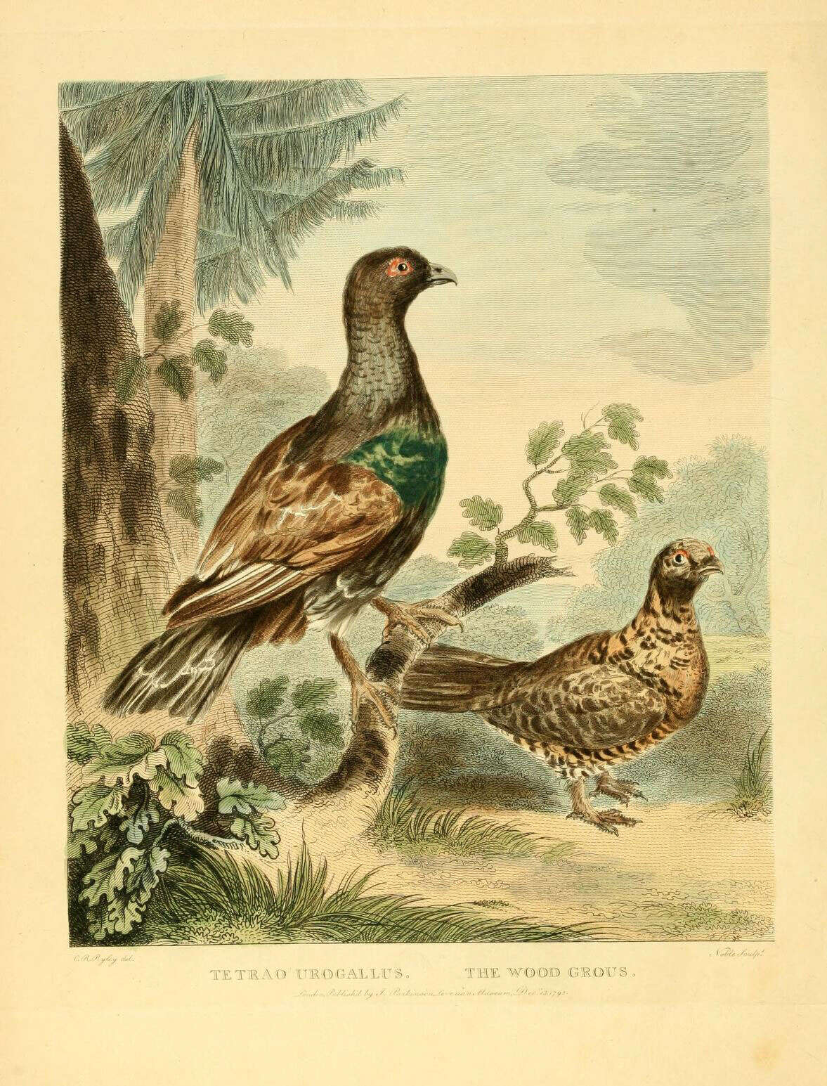 Image of Tetrao Linnaeus 1758