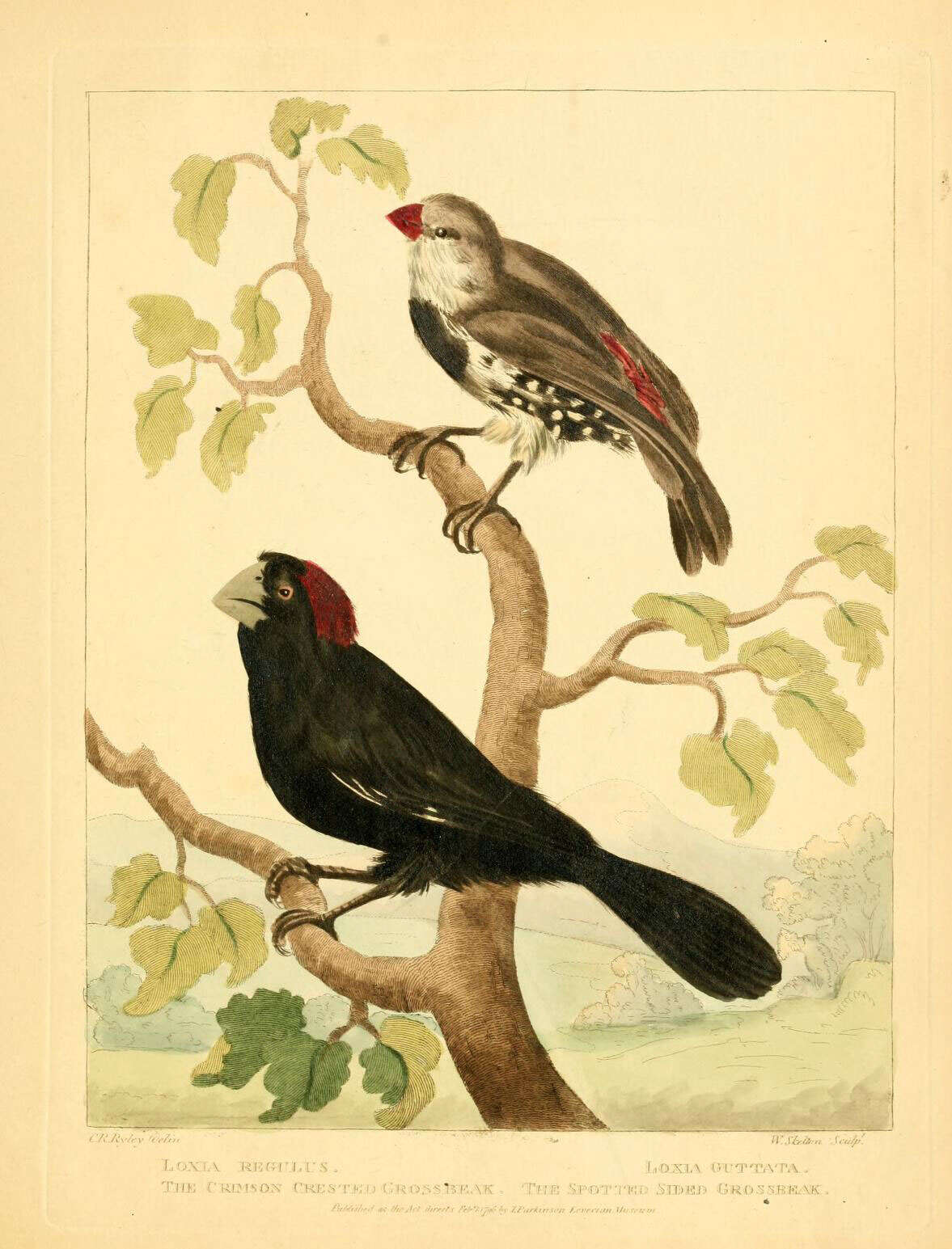 Image of Diamond Firetail