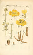 Image of common evening primrose