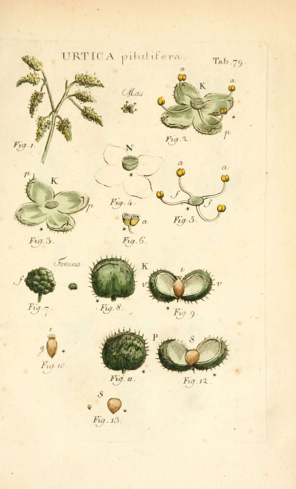 Image of Roman nettle