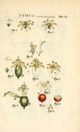 Dioscorea communis (L.) Caddick & Wilkin resmi