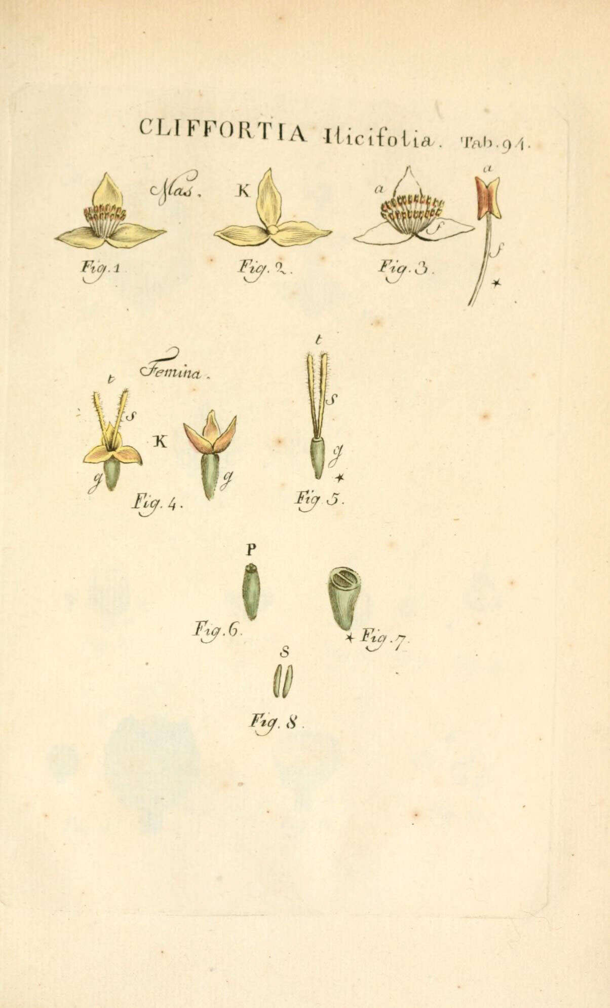 Image of Cliffortia ilicifolia L.