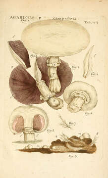 Image of Field Mushroom