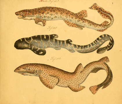 Image of Lesser Spotted Dogfish