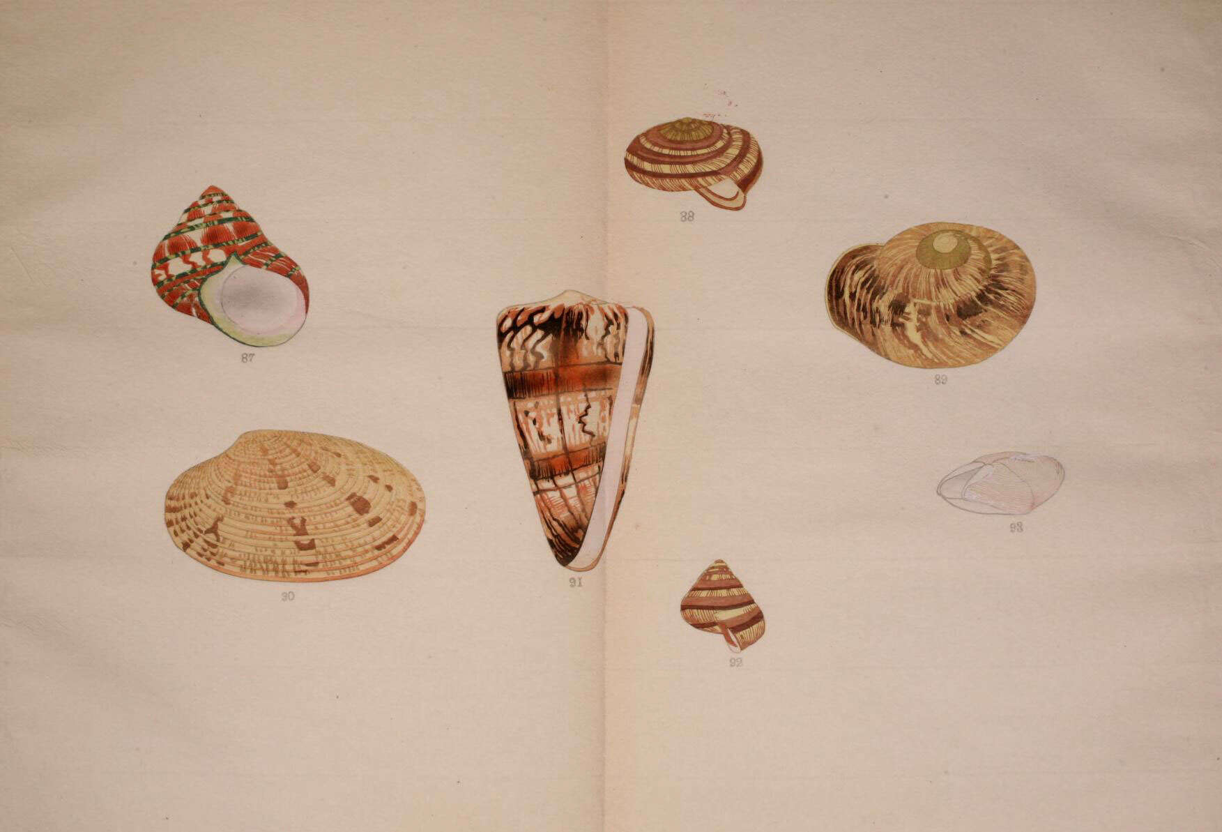 Image de Turbo petholatus Linnaeus 1758