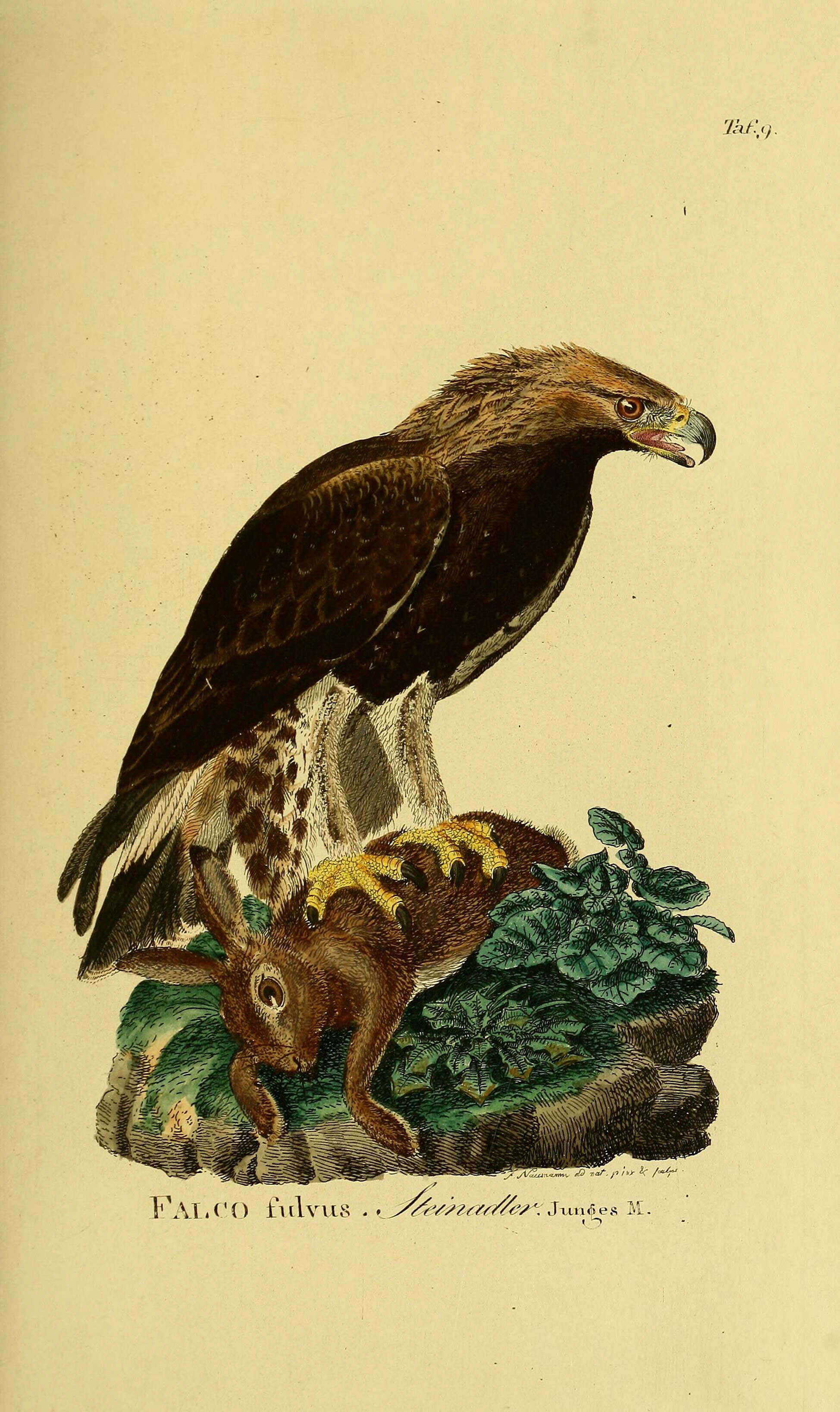 Image of Golden eagle