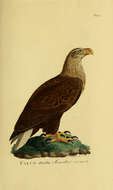 Image of White-tailed Eagle