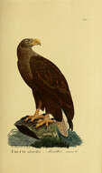 Image of White-tailed Eagle