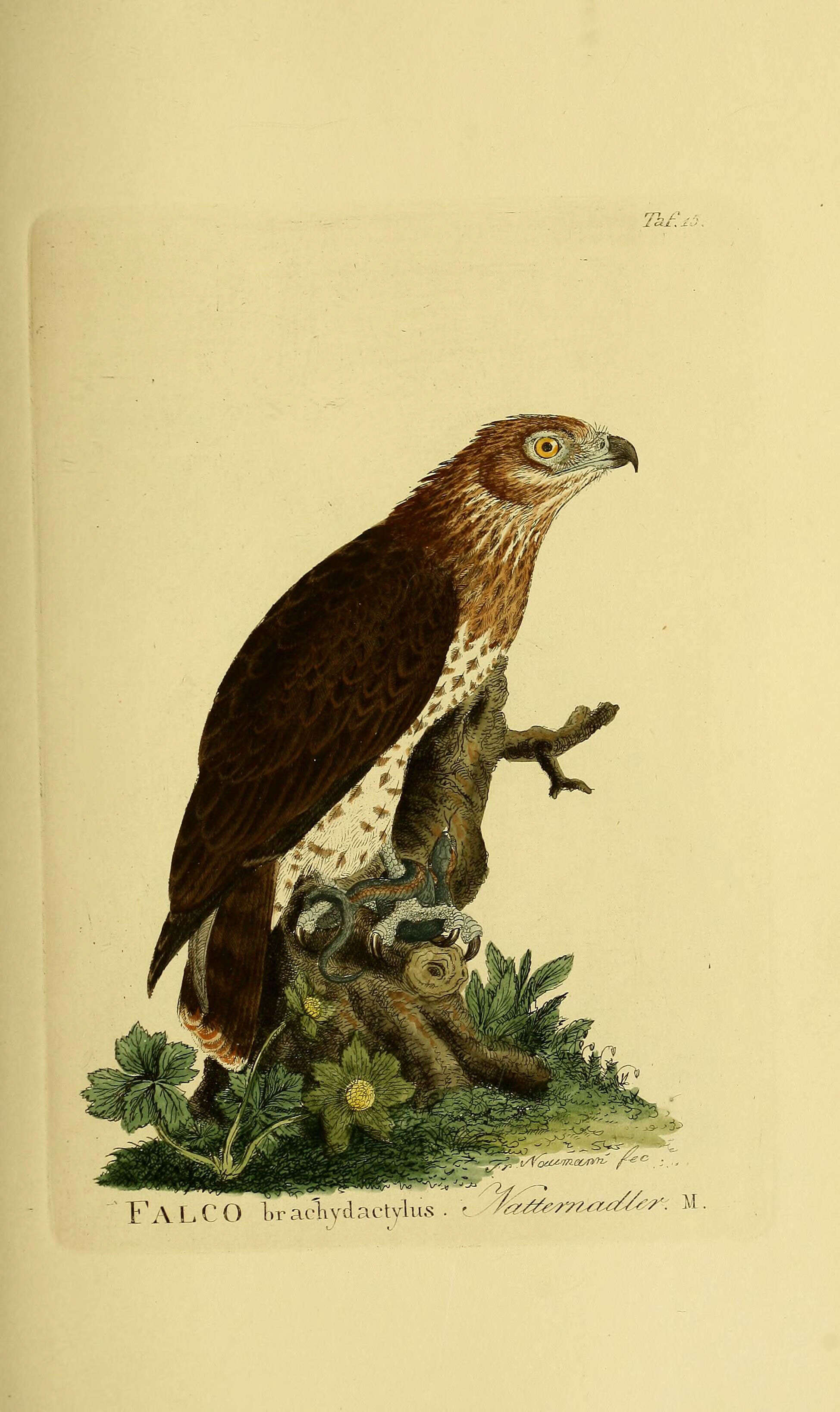 Image of Short-toed Eagle