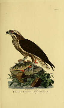 Image of ospreys