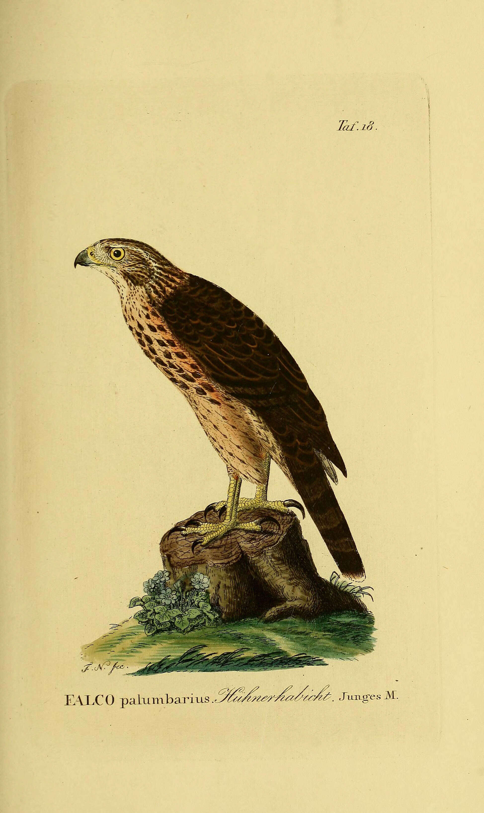 Image of Eurasian Goshawk