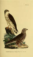 Image of honey buzzard, european honey buzzard