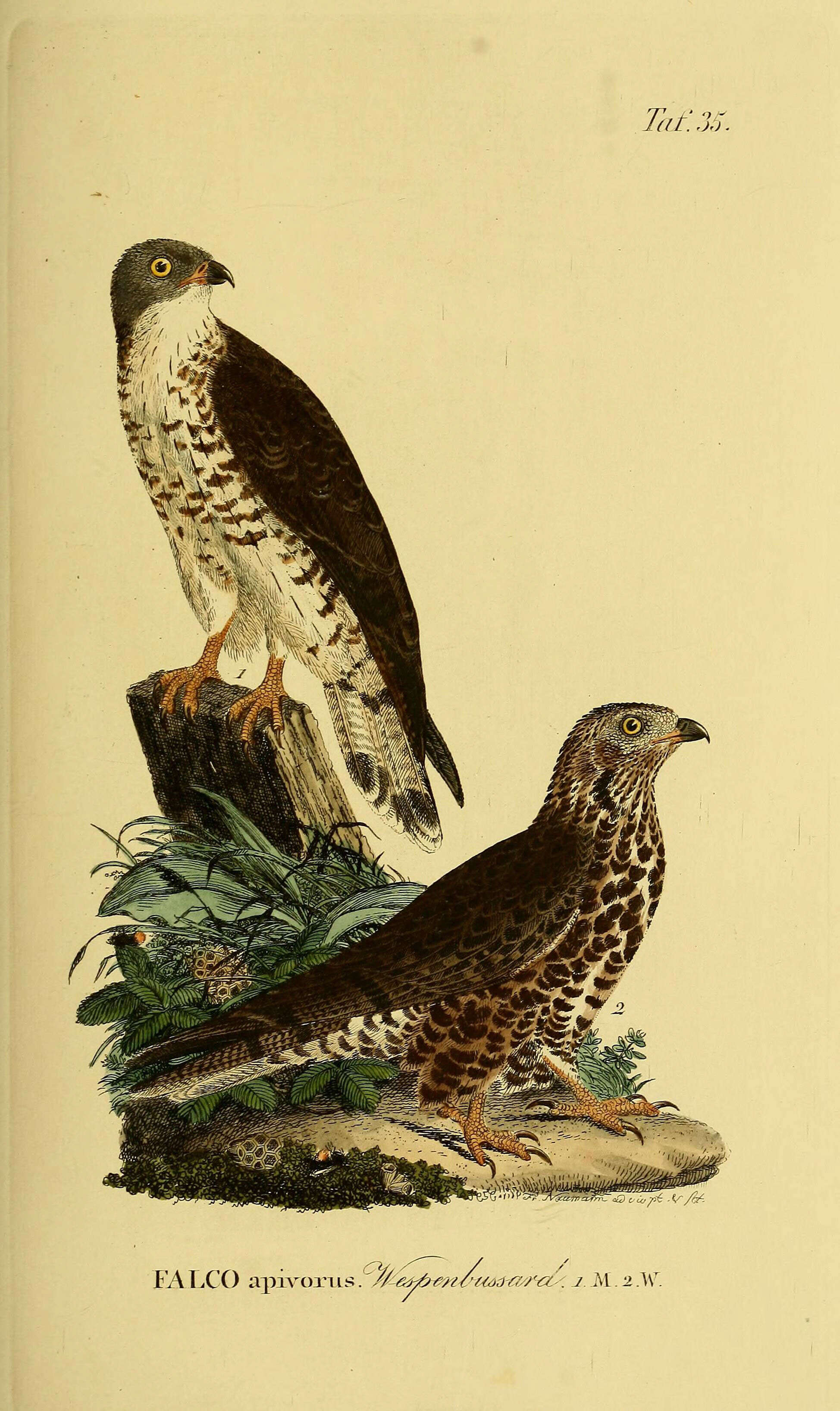 Image of honey buzzard, european honey buzzard